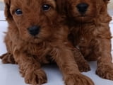 Toy poodle