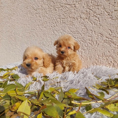 Maltipoo puppies Другa - град Извън България | Кучета - снимка 1