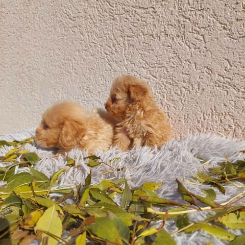 Maltipoo puppies Другa - град Извън България | Кучета - снимка 2