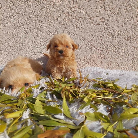 Maltipoo puppies Другa - град Извън България | Кучета - снимка 3