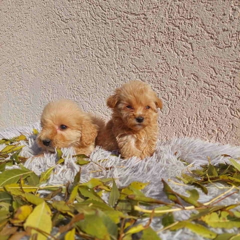 Maltipoo puppies Другa - град Извън България | Кучета - снимка 4