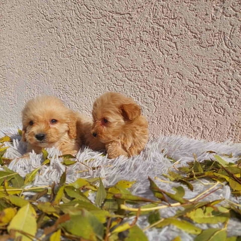 Maltipoo puppies Другa - град Извън България | Кучета - снимка 5