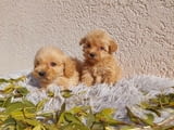 Maltipoo puppies