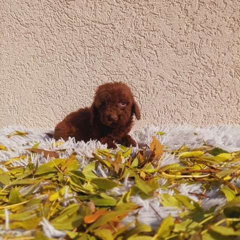 Toy poodle Mini Poodle, 2 Months, Vaccinated - Yes - city of Varna | Dogs - снимка 1