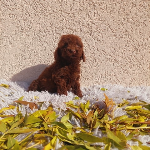 Toy poodle Mini Poodle, 2 Months, Vaccinated - Yes - city of Varna | Dogs - снимка 2