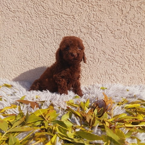 Toy poodle Mini Poodle, 2 Months, Vaccinated - Yes - city of Varna | Dogs - снимка 3