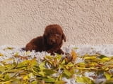 Toy poodle