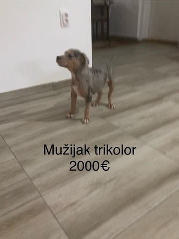 Питбул териер Питбул тeриер, 2 месеца - град Извън България | Кучета - снимка 4