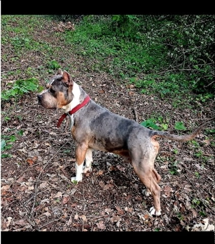 Питбул териер Питбул тeриер, 2 месеца - град Извън България | Кучета - снимка 7