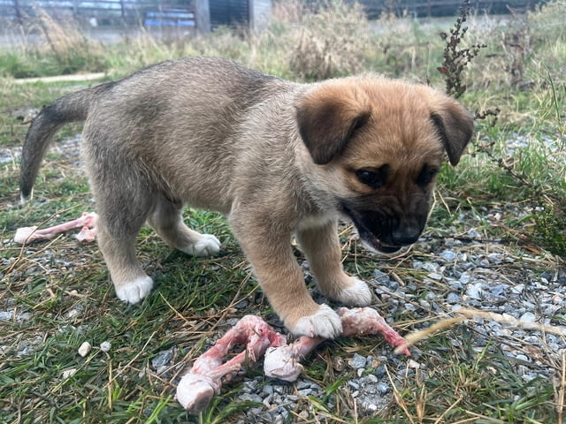 Алабай Х Малиноа малко кученце с Доставка Алабай (Средноазиатска овчарка), 12 години, Ваксинирано - Да - село Кирково | Кучета - снимка 1