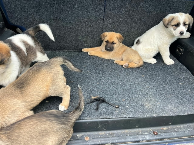 Алабай Х Малиноа малко кученце с Доставка Алабай (Средноазиатска овчарка), 12 години, Ваксинирано - Да - село Кирково | Кучета - снимка 2