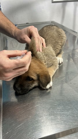 Алабай Х Малиноа малко кученце с Доставка Алабай (Средноазиатска овчарка), 12 години, Ваксинирано - Да - село Кирково | Кучета - снимка 3