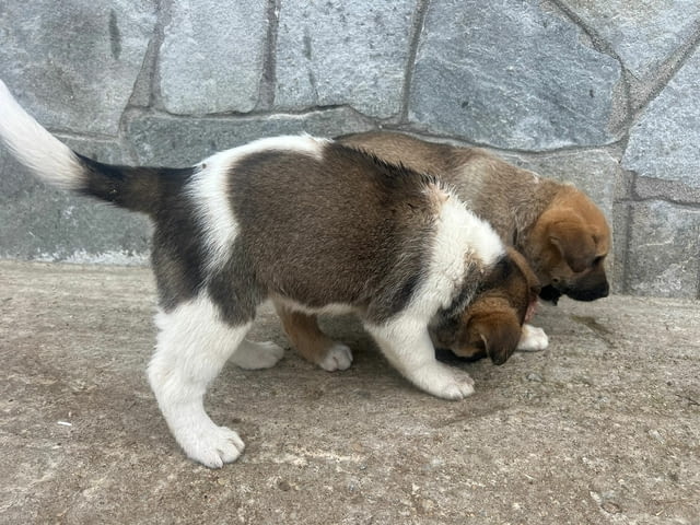 Алабай Х Малиноа малко кученце с Доставка Алабай (Средноазиатска овчарка), 12 години, Ваксинирано - Да - село Кирково | Кучета - снимка 4