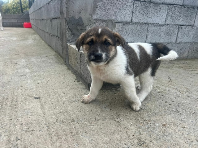 Алабай Х Малиноа малко кученце с Доставка Алабай (Средноазиатска овчарка), 12 години, Ваксинирано - Да - село Кирково | Кучета - снимка 5