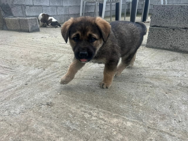 Алабай Х Малиноа малко кученце с Доставка Алабай (Средноазиатска овчарка), 12 години, Ваксинирано - Да - село Кирково | Кучета - снимка 6