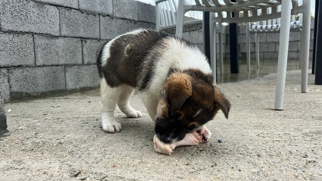 Алабай Х Малиноа малко кученце с Доставка Алабай (Средноазиатска овчарка), 12 години, Ваксинирано - Да - село Кирково | Кучета - снимка 10
