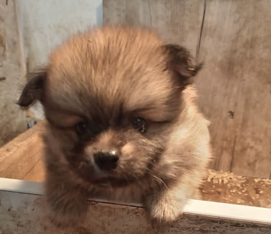 Кученца Померан Шпиц Pomeranian, 2 Months, Vaccinated - Yes - city of Izvun Bulgaria | Dogs - снимка 2