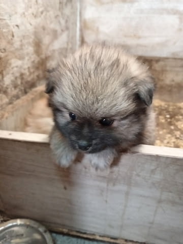 Кученца Померан Шпиц Pomeranian, 2 Months, Vaccinated - Yes - city of Izvun Bulgaria | Dogs - снимка 3
