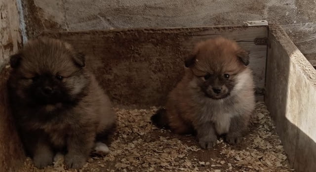 Кученца Померан Шпиц Pomeranian, 2 Months, Vaccinated - Yes - city of Izvun Bulgaria | Dogs - снимка 5