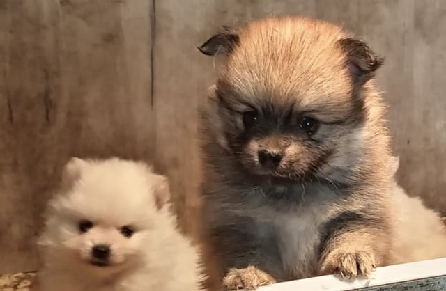 Кученца Померан Шпиц Pomeranian, 2 Months, Vaccinated - Yes - city of Izvun Bulgaria | Dogs - снимка 6