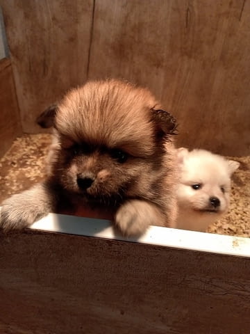Кученца Померан Шпиц Pomeranian, 2 Months, Vaccinated - Yes - city of Izvun Bulgaria | Dogs - снимка 7