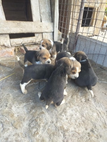 Beagle puppies - city of Izvun Bulgaria | Dogs - снимка 3