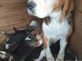 Beagle puppies
