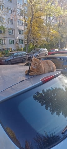 Студенти Товаро-Разтоварни Услуги в София, град София | Транспортни / Хамалски