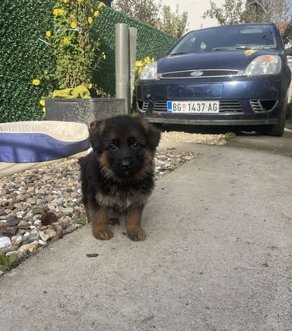 Немска овчарка German Shepherd, 1 Month - city of Izvun Bulgaria | Dogs - снимка 1