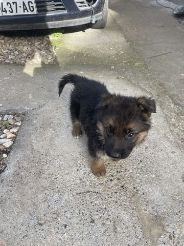 Немска овчарка German Shepherd, 1 Month - city of Izvun Bulgaria | Dogs - снимка 2