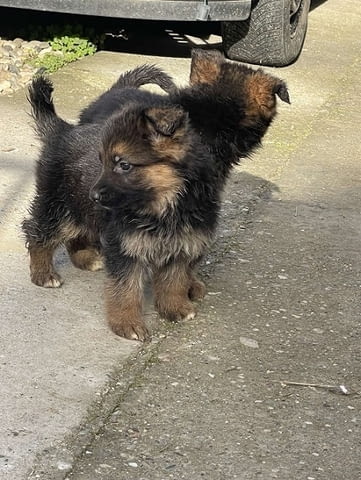 Немска овчарка German Shepherd, 1 Month - city of Izvun Bulgaria | Dogs - снимка 5