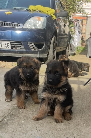 Немска овчарка German Shepherd, 1 Month - city of Izvun Bulgaria | Dogs - снимка 6