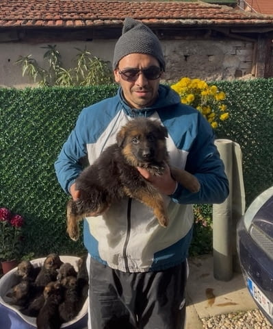 Немска овчарка German Shepherd, 1 Month - city of Izvun Bulgaria | Dogs - снимка 7