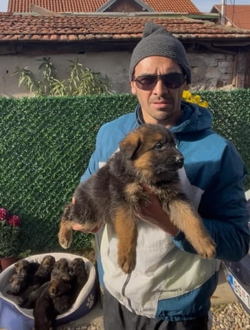 Немска овчарка German Shepherd, 1 Month - city of Izvun Bulgaria | Dogs - снимка 8