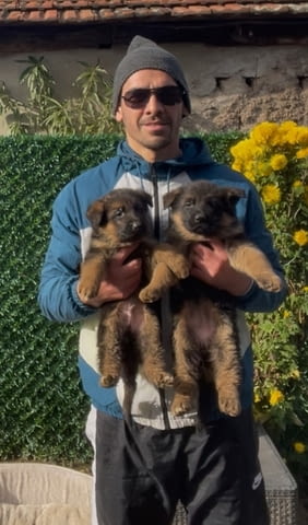 Немска овчарка German Shepherd, 1 Month - city of Izvun Bulgaria | Dogs - снимка 9