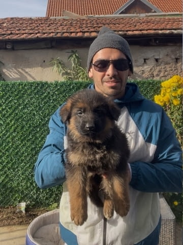Немска овчарка German Shepherd, 1 Month - city of Izvun Bulgaria | Dogs - снимка 10