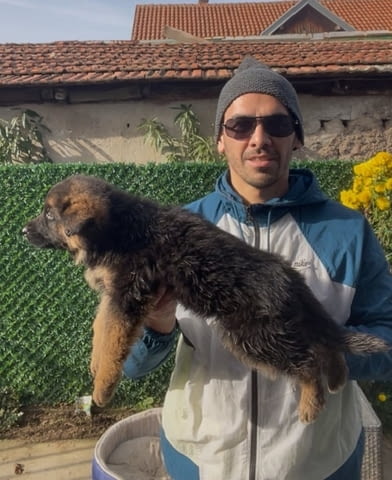 Немска овчарка German Shepherd, 1 Month - city of Izvun Bulgaria | Dogs - снимка 11