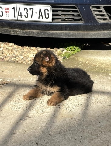 Немска овчарка German Shepherd, 1 Month - city of Izvun Bulgaria | Dogs - снимка 12
