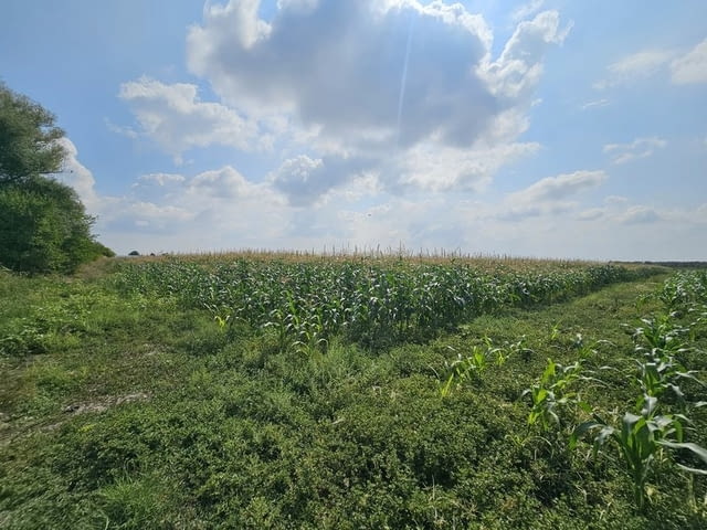 Продавам 24, 860 дка земя в землището на с. Крислово, град Велики Преслав - снимка 3