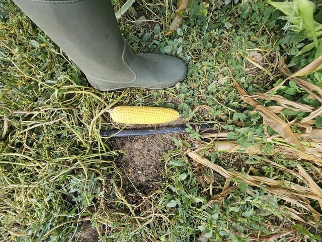 Продавам 24, 860 дка земя в землището на с. Крислово, град Велики Преслав - снимка 6