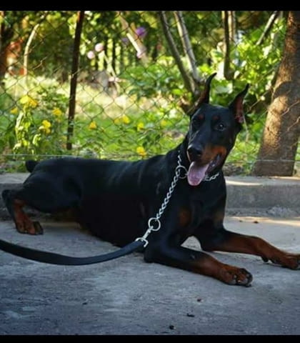 Доберман кученца за продажба Doberman, Vaccinated - Yes, Dewormed - Yes - city of Izvun Bulgaria | Dogs - снимка 6