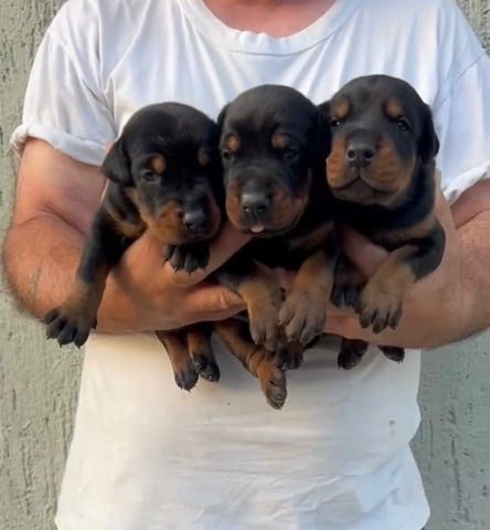 Доберман кученца за продажба Doberman, Vaccinated - Yes, Dewormed - Yes - city of Izvun Bulgaria | Dogs - снимка 7