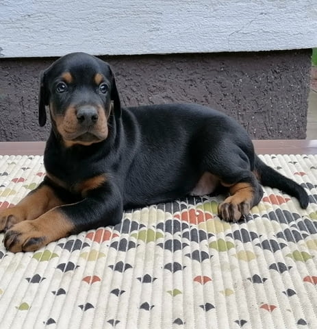 Доберман кученца за продажба Doberman, Vaccinated - Yes, Dewormed - Yes - city of Izvun Bulgaria | Dogs - снимка 10