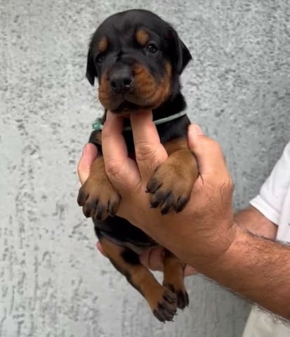 Доберман кученца за продажба Doberman, Vaccinated - Yes, Dewormed - Yes - city of Izvun Bulgaria | Dogs - снимка 12