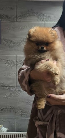 Beautiful pomeranian Pomeranian - city of Izvun Bulgaria | Dogs - снимка 2