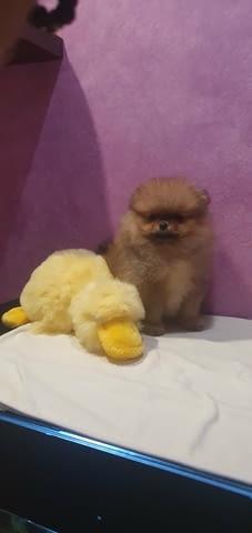 Beautiful pomeranian Pomeranian - city of Izvun Bulgaria | Dogs - снимка 5