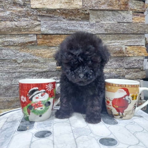 We offer poodle puppies Пудел мини - град Извън България | Кучета - снимка 1