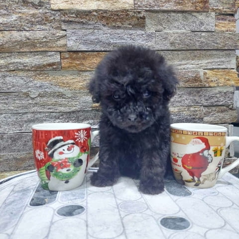 We offer poodle puppies Пудел мини - град Извън България | Кучета - снимка 2
