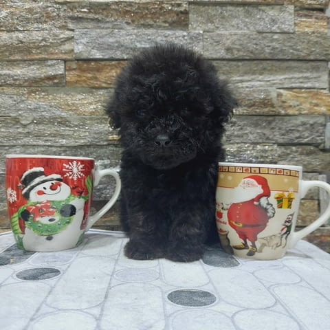 We offer poodle puppies Пудел мини - град Извън България | Кучета - снимка 3