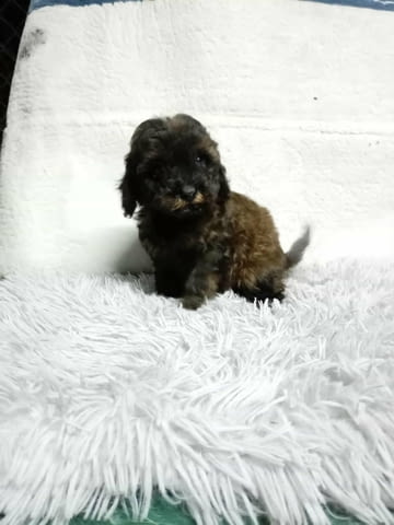 We offer poodle puppies Пудел мини - град Извън България | Кучета - снимка 4